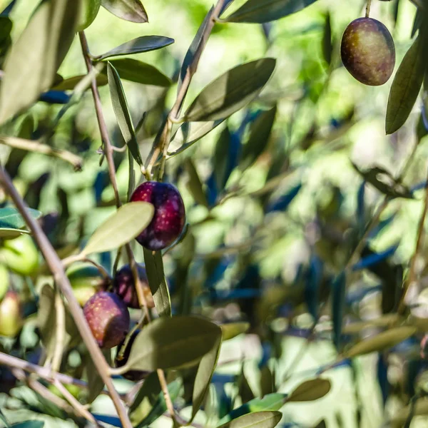 Rama de olivo — Foto de Stock