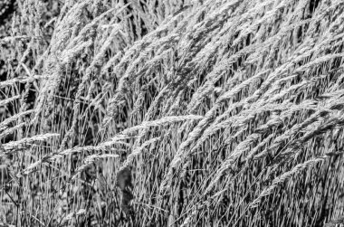 Dekoratif çim arka plan