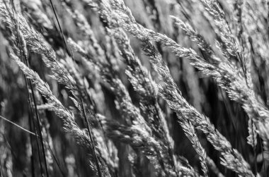 Dekoratif çim arka plan