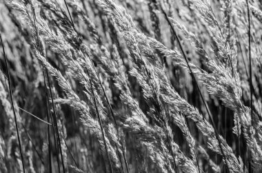 Dekoratif çim arka plan