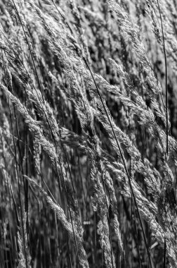 Dekoratif çim arka plan