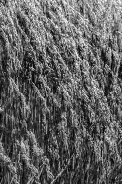 Dekoratif çim arka plan