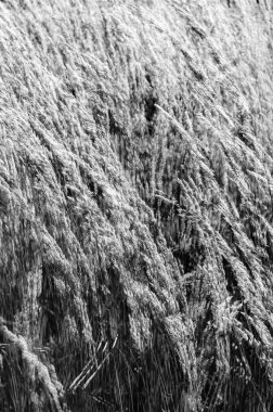 Dekoratif çim arka plan