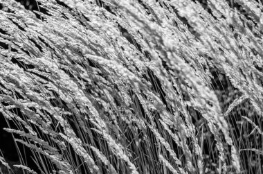 Dekoratif çim arka plan