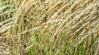 Dekoratif çim arka plan