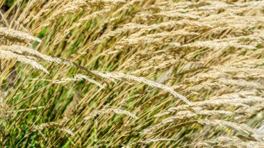 Dekoratif çim arka plan