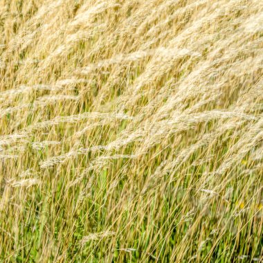 Dekoratif çim arka plan