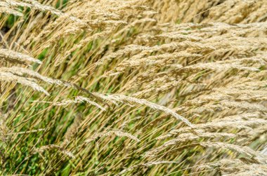 Dekoratif çim arka plan