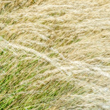 Dekoratif çim arka plan