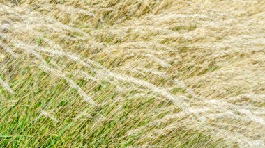 Dekoratif çim arka plan