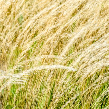 Dekoratif çim arka plan