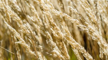 Dekoratif çim arka plan