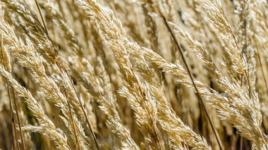 Dekoratif çim arka plan