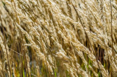 Dekoratif çim arka plan