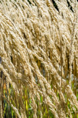 Dekoratif çim arka plan