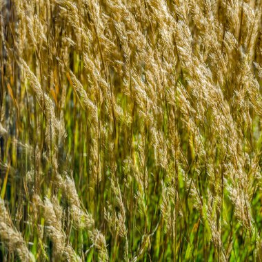 Dekoratif çim arka plan