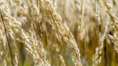 Dekoratif çim arka plan