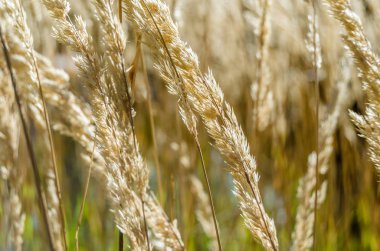 Dekoratif çim arka plan