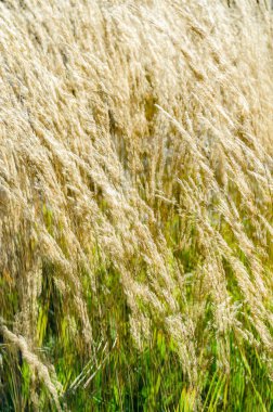 Dekoratif çim arka plan