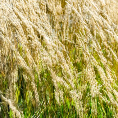 Dekoratif çim arka plan