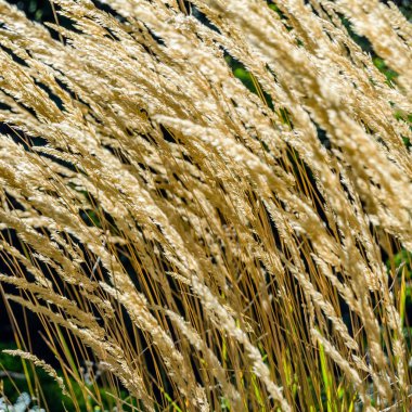 Dekoratif çim arka plan