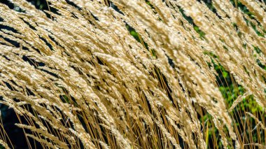 Dekoratif çim arka plan