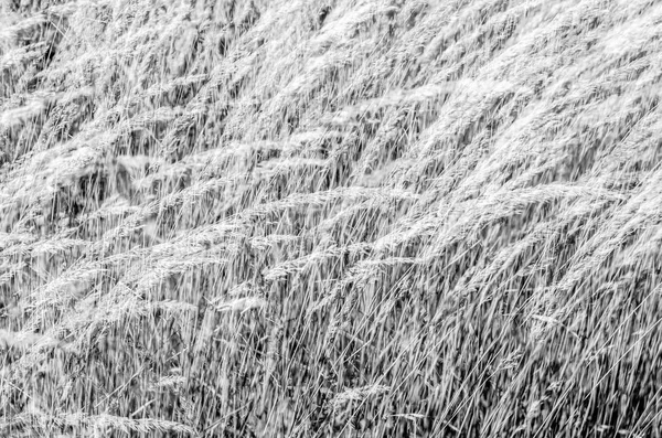 Dekoratif çim arka plan