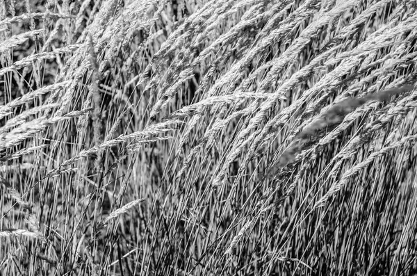 Dekoratif çim arka plan