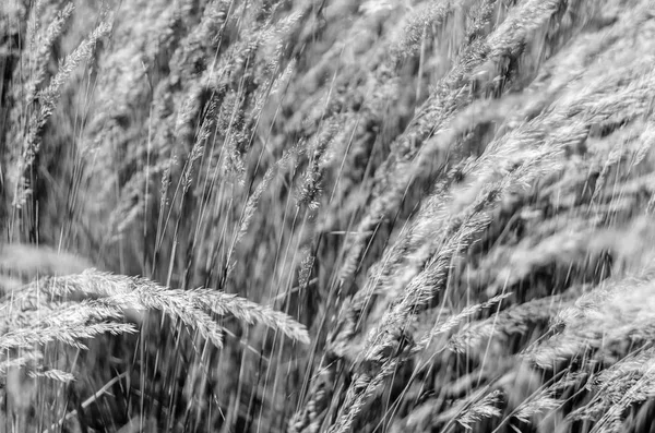 Dekoratif çim arka plan