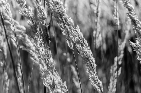 Dekoratif çim arka plan