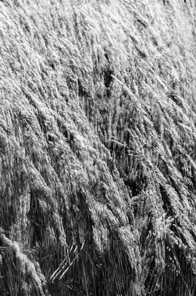 Dekoratif çim arka plan