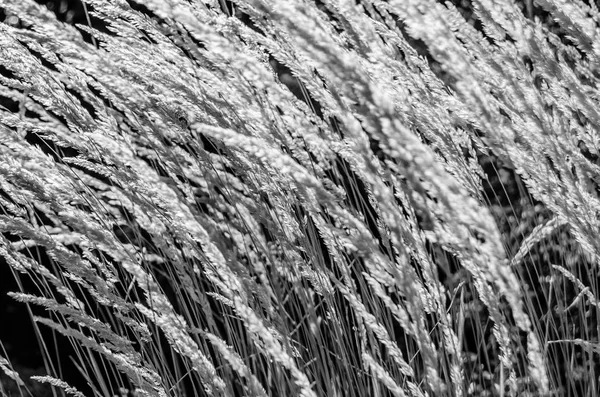 Dekoratif çim arka plan