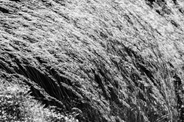 Dekoratif çim arka plan