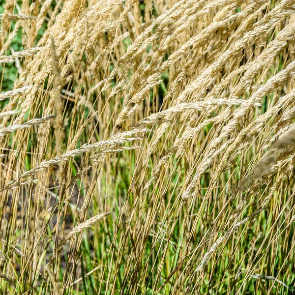 Dekoratif çim arka plan