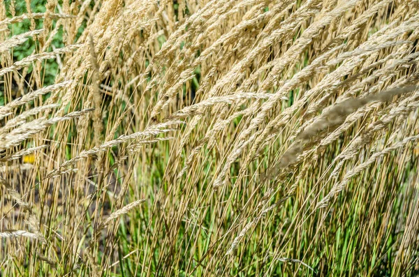 Dekoratif çim arka plan