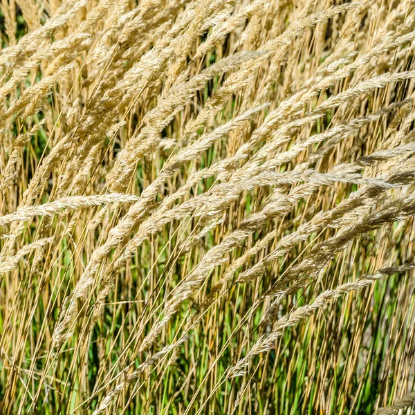 Dekoratif çim arka plan