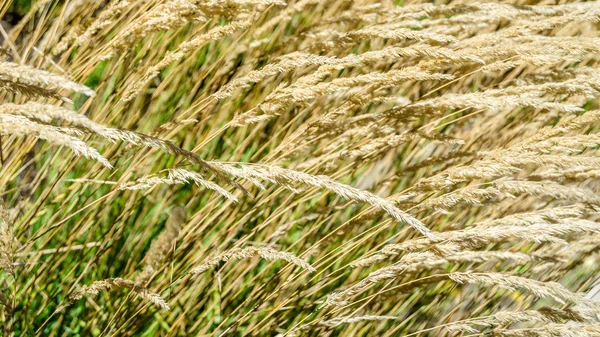 Dekoratif çim arka plan