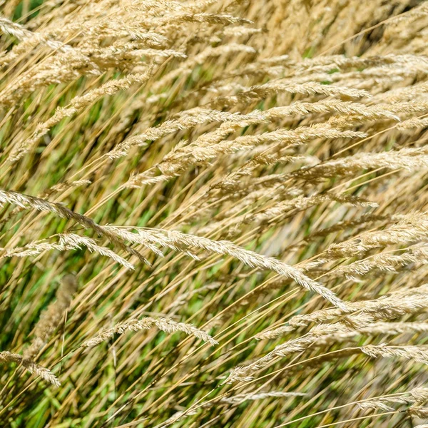 Dekorative Gras Hintergrund — Stockfoto