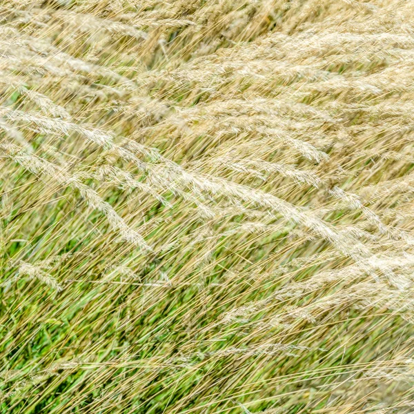 Dekoratif çim arka plan