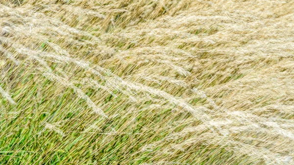 Dekoratif çim arka plan