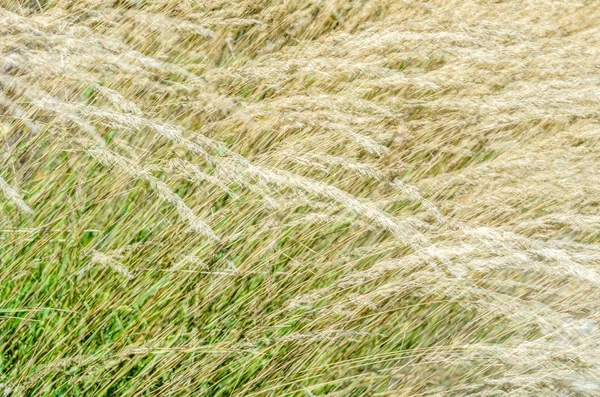 Dekoratif çim arka plan