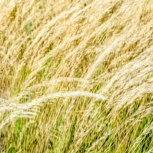 Dekoratif çim arka plan