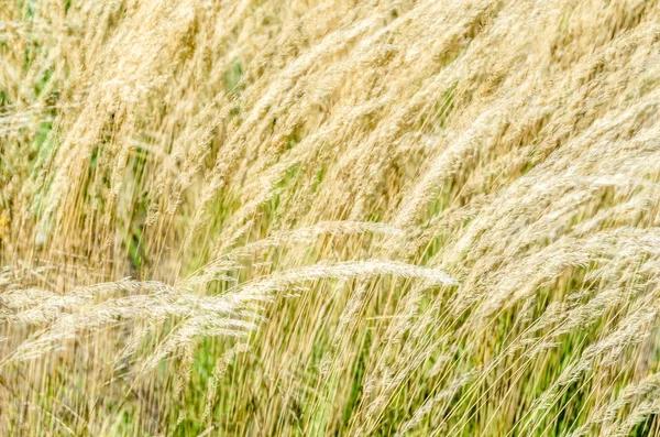 Декоративный фон травы — стоковое фото