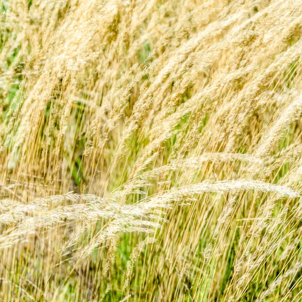 Dekoratif çim arka plan