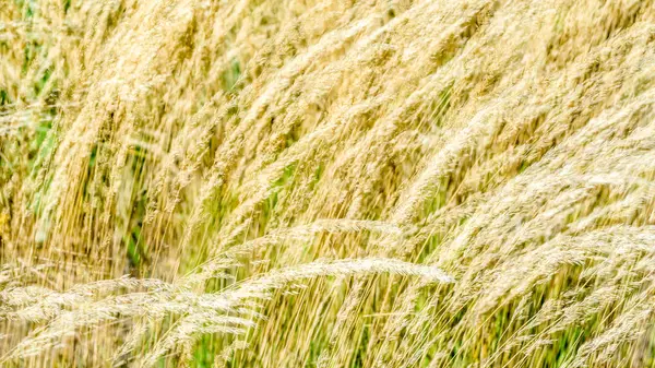 Dekoratif çim arka plan