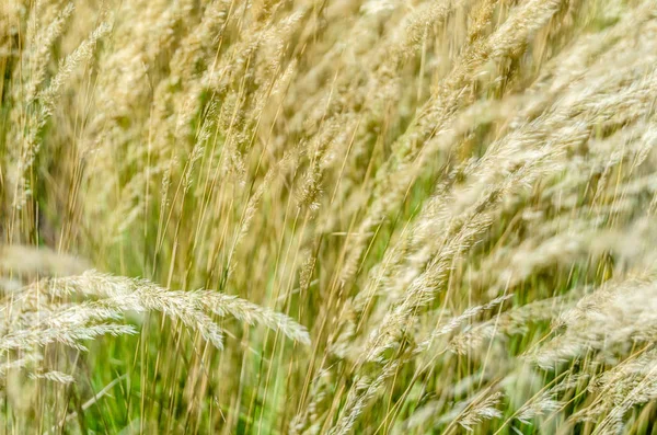 Dekoratif çim arka plan