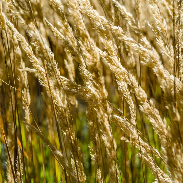 Dekoratif çim arka plan