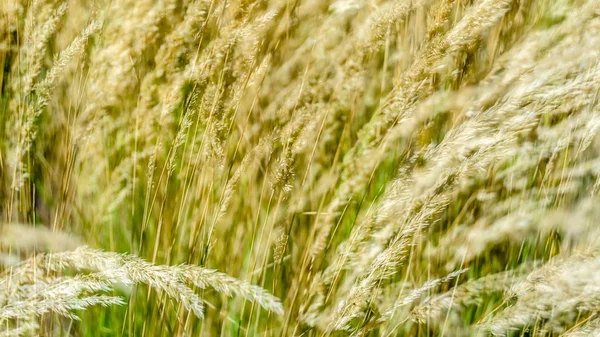 Dekoratif çim arka plan