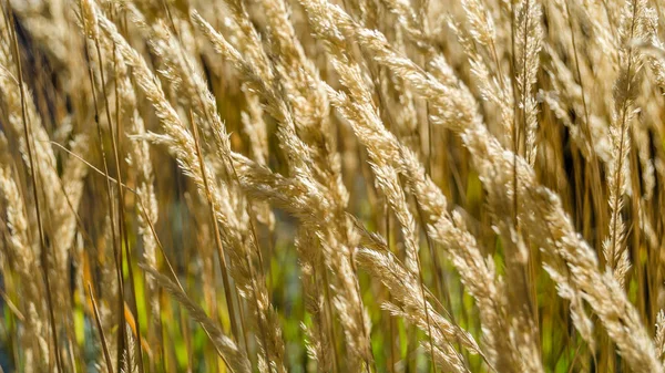 Dekoratif çim arka plan