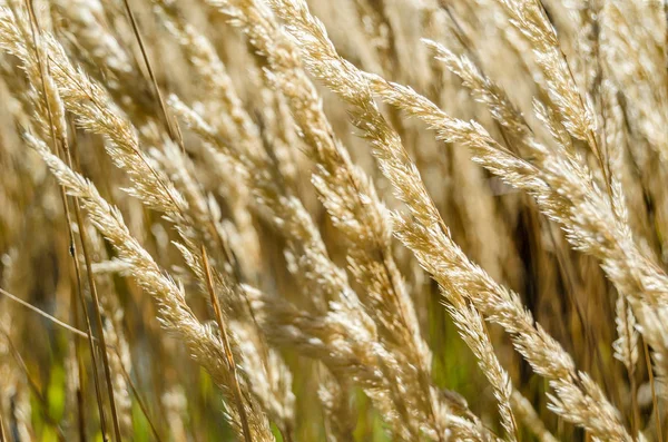 Dekoratif çim arka plan